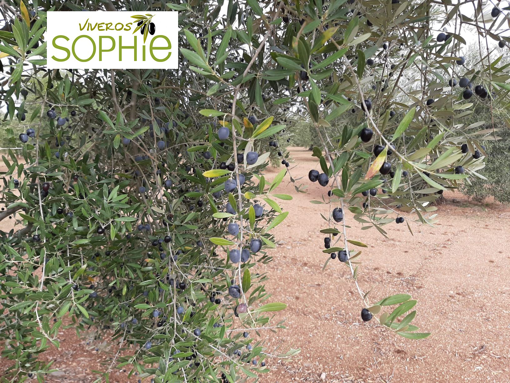 Variedad de olivo AZULEJO